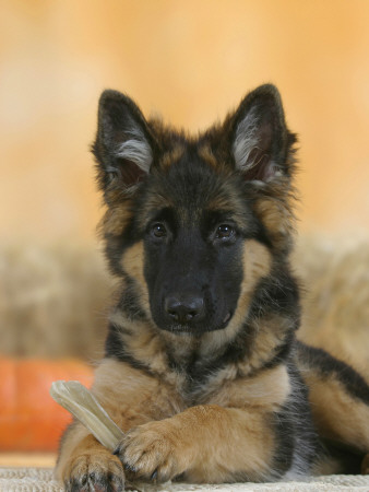 Domestic Dog, German Shepherd Alsatian Juvenile. 5 Months Old, With Rawhide Bone by Petra Wegner Pricing Limited Edition Print image