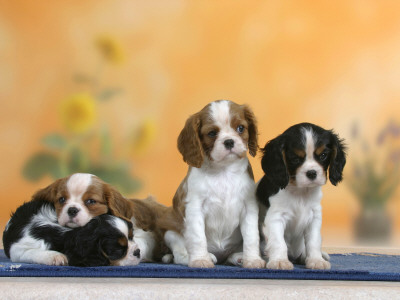 Domestic Dogs, Four Cavalier King Charles Spaniel Puppies, 7 Weeks Old, Of Different Colours by Petra Wegner Pricing Limited Edition Print image