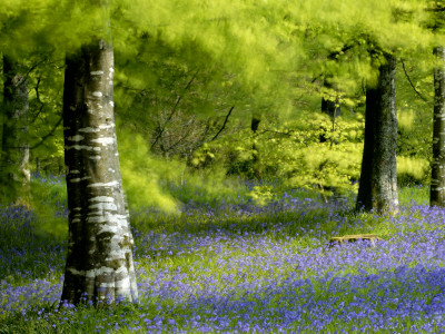 Beech And Bluebell Woodland At Lanhydrock, Cornwall, Uk by Ross Hoddinott Pricing Limited Edition Print image