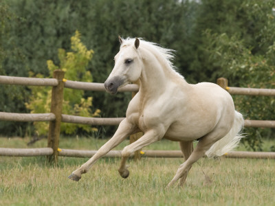 Palomino Welsh Pony Stallion Galloping In Paddock, Fort Collins, Colorado, Usa by Carol Walker Pricing Limited Edition Print image