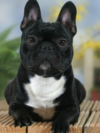 Domestic Dog, French Bulldog by Petra Wegner Pricing Limited Edition Print image