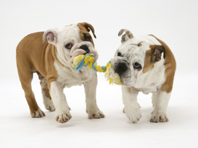 Two Bulldog Pups Carrying A Ragger by Jane Burton Pricing Limited Edition Print image