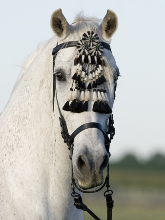 Grey Half Andalusian Gelding With Traditional Fly Switch On Bridle, Longmont, Colorado, Usa by Carol Walker Pricing Limited Edition Print image