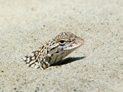 Yuman Desert Fringe-Toed Lizard Burrying Itself In Desert Sand. Arizona, Usa by Philippe Clement Pricing Limited Edition Print image