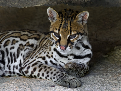 Ocelot Portrait, Resting In The Shade Of A Cave. Arizona, Usa by Philippe Clement Pricing Limited Edition Print image