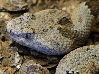 Mottled Rock Rattlesnake Close-Up Of Head. Arizona, Usa by Philippe Clement Pricing Limited Edition Print image