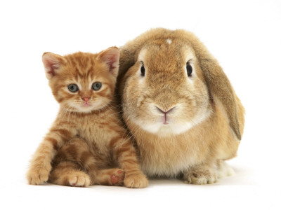 British Shorthair Red Spotted Kitten Sitting With Sandy Lop Rabbit by Jane Burton Pricing Limited Edition Print image