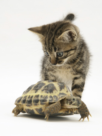 Silver Tabby Kitten Looking At A Hermann's Tortoise Walking by Jane Burton Pricing Limited Edition Print image