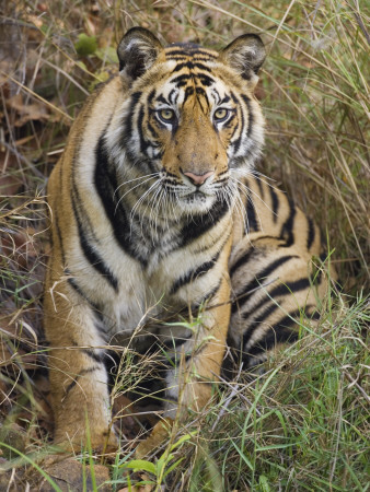 Tiger Sittingportrait, Bandhavgarh National Park, India 2007 by Tony Heald Pricing Limited Edition Print image