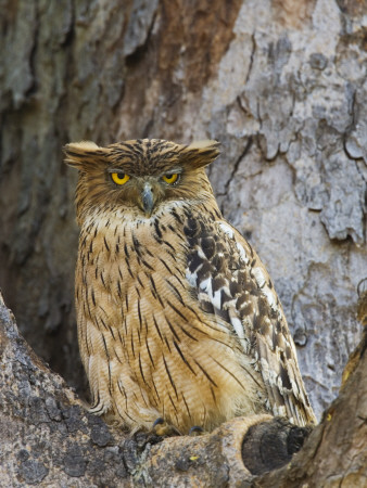 Brown Fish Owl Bandhavgarh National Park, India, 2007 by Tony Heald Pricing Limited Edition Print image