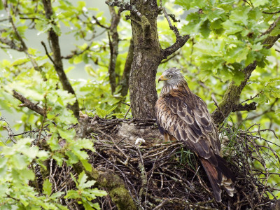 Red Kite Standing On Edge Of Nest With Eggs, Wales, Uk by Andy Sands Pricing Limited Edition Print image