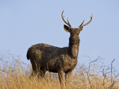 Sambar Male Portrait, Bandhavgarh Np, Madhya Pradesh, India, March by Tony Heald Pricing Limited Edition Print image