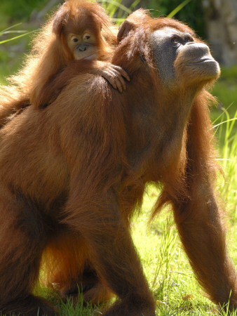 Orang Utan Female With Her Baby On Her Back. Captive, Iucn Red List Of Endangered Species by Eric Baccega Pricing Limited Edition Print image