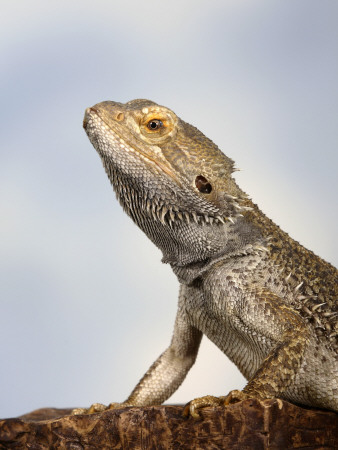 Inland Bearded Dragon Profile, Originally From Australia by Petra Wegner Pricing Limited Edition Print image
