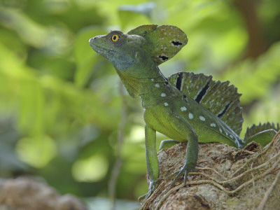 Double Crested Basilisk Basilisk Lizard, Tortuguero National Park, Costa Rica by Edwin Giesbers Pricing Limited Edition Print image