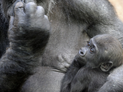 Western Lowland Gorilla Mother Holding Baby Captive, France by Eric Baccega Pricing Limited Edition Print image