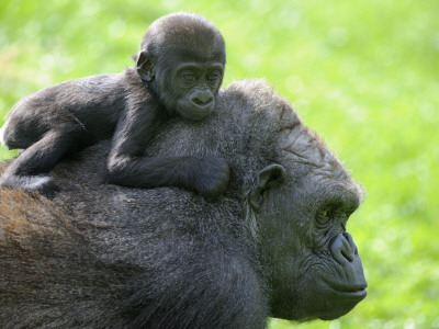 Western Lowland Gorilla Mother Carrying Baby On Her Back. Captive, France by Eric Baccega Pricing Limited Edition Print image