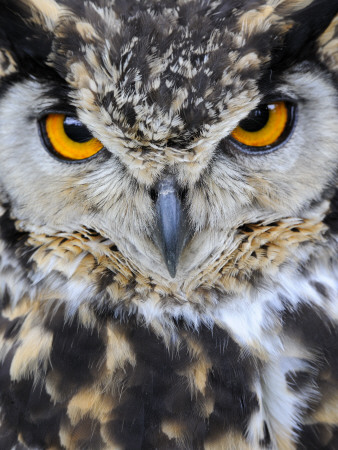 Spotted Eagle-Owl Captive, France by Eric Baccega Pricing Limited Edition Print image