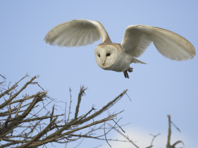 Barn Owl Hunting Along Roadside Hedge, Norfolk, Uk by Gary Smith Pricing Limited Edition Print image