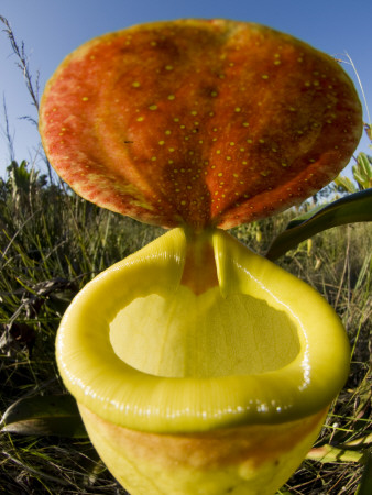 Pitcher Plant Channel Des Pangalanes, Madagascar by Inaki Relanzon Pricing Limited Edition Print image