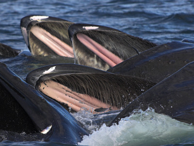 Humpback Whales Feeding On Herring, Frederick Sound, South East Alaska, Usa by Mark Carwardine Pricing Limited Edition Print image