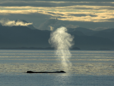 Humpback Whale Blowing, Frederick Sound, South-East Alaska, Usa by Mark Carwardine Pricing Limited Edition Print image