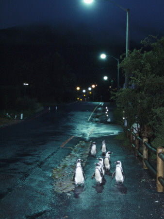 Black Footed Jackass Penguins Walking Along Road At Night, Boulders, South Africa by Inaki Relanzon Pricing Limited Edition Print image