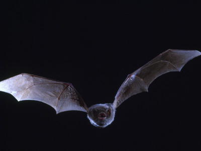 Schreiber's Long Fingered Bat Flying From Cave, France by Inaki Relanzon Pricing Limited Edition Print image