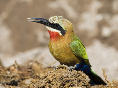 Whitefronted Bee-Eater On Elephant Dung, Chobe National Park, Botswana May 2008 by Tony Heald Pricing Limited Edition Print image