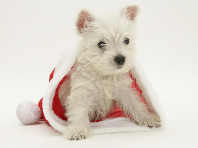 West Highland White Terrier Puppy In A Father Christmas Hat by Jane Burton Pricing Limited Edition Print image