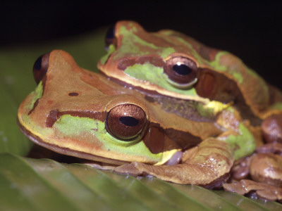 Masked Tree Puddle Frog Pair, Costa Rica by Edwin Giesbers Pricing Limited Edition Print image