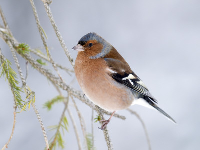 Chaffinch Perched In Pine Tree, Scotland, Uk by Andy Sands Pricing Limited Edition Print image