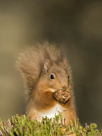 Red Squirrel Feeding, Cairngorms, Scotland, Uk by Andy Sands Pricing Limited Edition Print image
