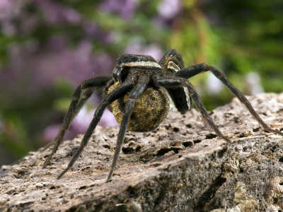 Raft Spider Carrying Egg Sack, Surrey, England, Uk by Andy Sands Pricing Limited Edition Print image