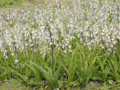 Marsh Helleborine Mass Flowering In Disused Quarry, Norfolk, Uk by Gary Smith Pricing Limited Edition Print image