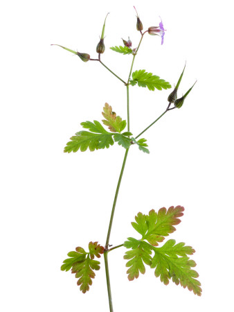 Herb Robert Scotland, Uk by Niall Benvie Pricing Limited Edition Print image