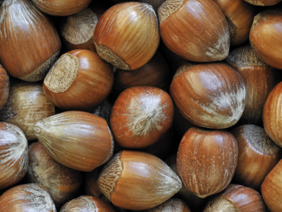 Hazelnuts, Belgium by Philippe Clement Pricing Limited Edition Print image