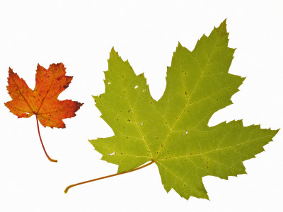 Silver Creek River Maple Leaf In Autumn Colours, Native To Eastern North America by Philippe Clement Pricing Limited Edition Print image
