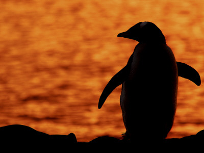 Silhouette Of Gentoo Penguin At Sunset, Antarctica by Edwin Giesbers Pricing Limited Edition Print image