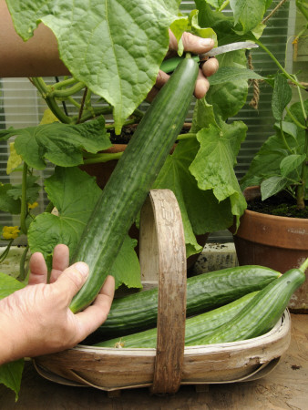 Home Grown Greenhouse Cucumbers, 'Femspot' Variety In Rustic Trug On Greenhouse Staging, Norfolk by Gary Smith Pricing Limited Edition Print image