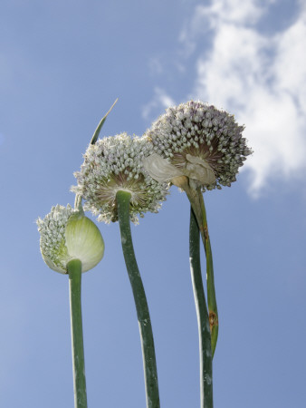 Edible Leek Seed Heads Growing For Decorative Effect, Norfolk, Uk by Gary Smith Pricing Limited Edition Print image