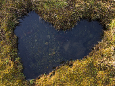 Heart-Shaped Pool On Saltmarsh, Argyll, Scotland, Uk, November 2007 by Niall Benvie Pricing Limited Edition Print image