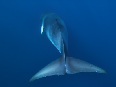 Dwarf Minke Whale, Ribbon Reefs, Great Barrier Reef, Queensland, Australia by Mark Carwardine Pricing Limited Edition Print image