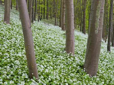 Wild Garlic Flowering In A Woodland, Winterbourne Abbas, Dorset, England by Adam Burton Pricing Limited Edition Print image