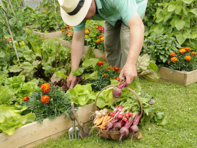 Gardener Harvesting Summer Vegetables From Raised Bed Vegetable Plots, Uk by Gary Smith Pricing Limited Edition Print image