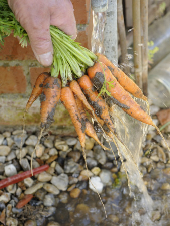 Gardener Washing Home Grown Organic Carrots, 'Early Nantes' Variety Under Garden Tap, Norfolk, Uk by Gary Smith Pricing Limited Edition Print image
