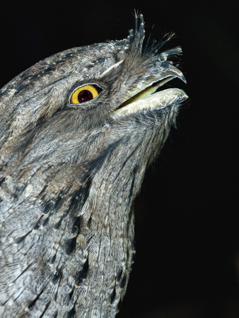 Tawny Frogmouth Captive, Rainforest Habitat Wildlife Sanctuary, Port Douglas, Queensland, Australia by Mark Carwardine Pricing Limited Edition Print image