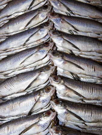 Freshwater Fish For Sale At Manaus Fish Market, Amazonia, Brazil by Mark Carwardine Pricing Limited Edition Print image