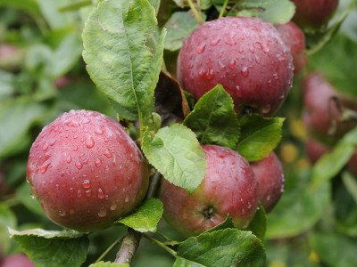 Spartan' Apples On Apple Tree Norfolk, Uk by Gary Smith Pricing Limited Edition Print image