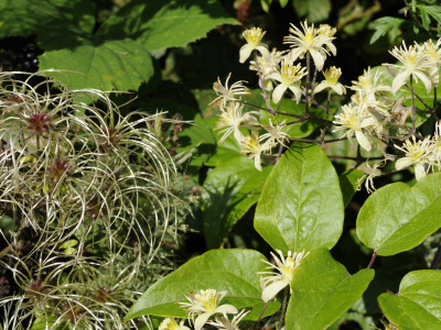 Old Man's Beard Travellers Joy Growing In Hedgerow Showing Seed-Head Plumes And Flowers, Norfolk, by Gary Smith Pricing Limited Edition Print image